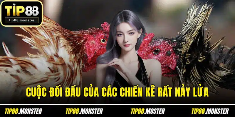 Cuộc đối đầu của các chiến kê rất nảy lửa