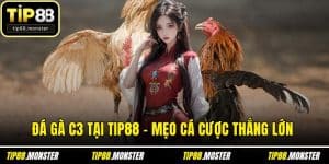 Đá Gà C3 Tại TIP88 - Mẹo Cá Cược Thắng Lớn Từ Cao Thủ