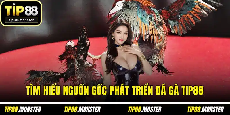 Tìm hiểu nguồn gốc phát triển đá gà TIP88