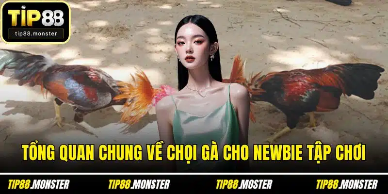 Tổng quan chung về chọi gà cho newbie tập chơi