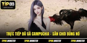 Trực Tiếp Đá Gà Campuchia - Sân Chơi Bùng Nổ Cảm Giác